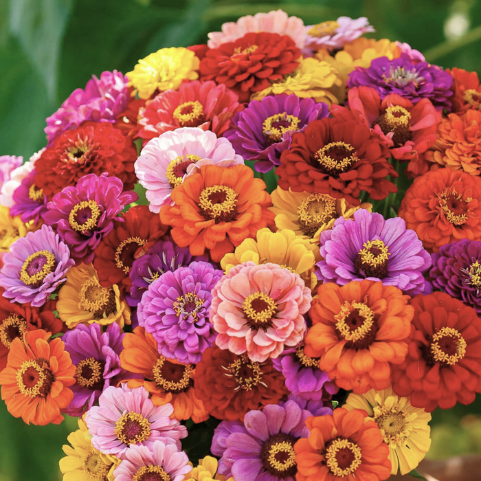 Illumination Zinnia Tarot Garden + Gift Seed Packet