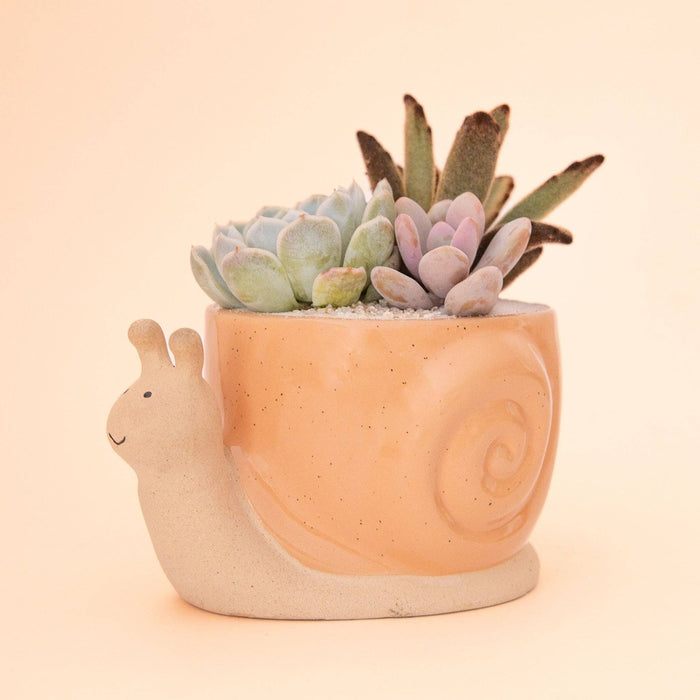 Snail Planter | Sunset