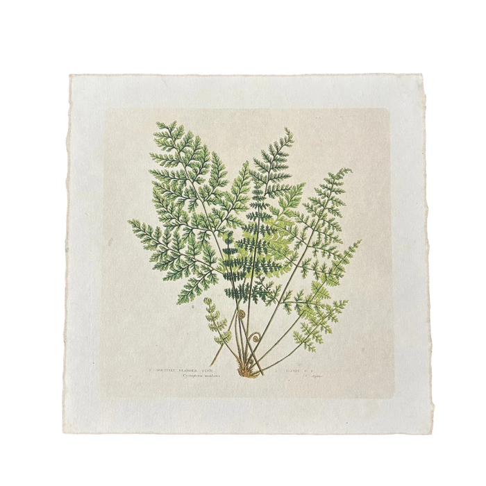 Fern Bunch Art Print