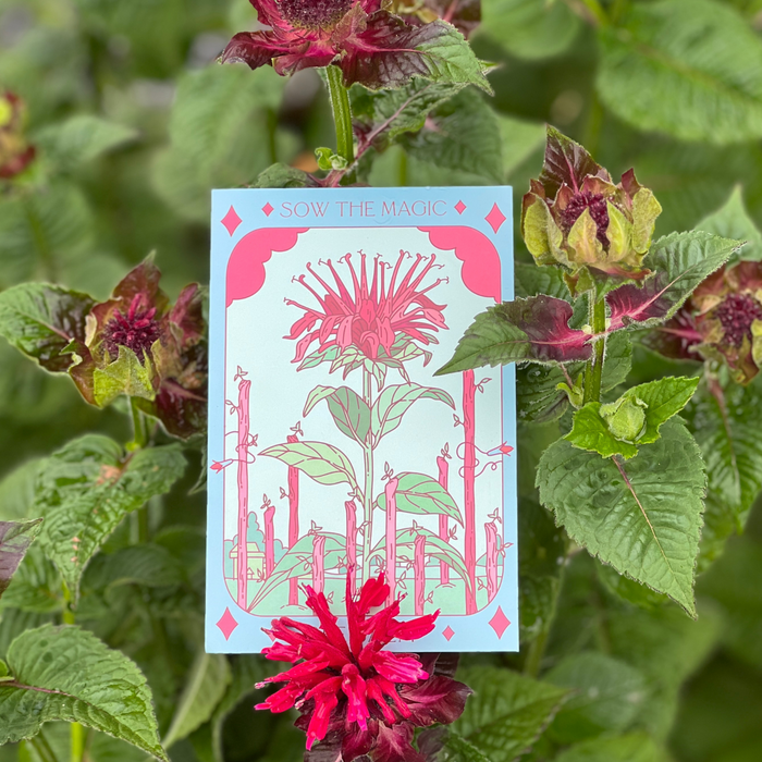 Bee Balm Tarot Garden + Gift Seed Packet